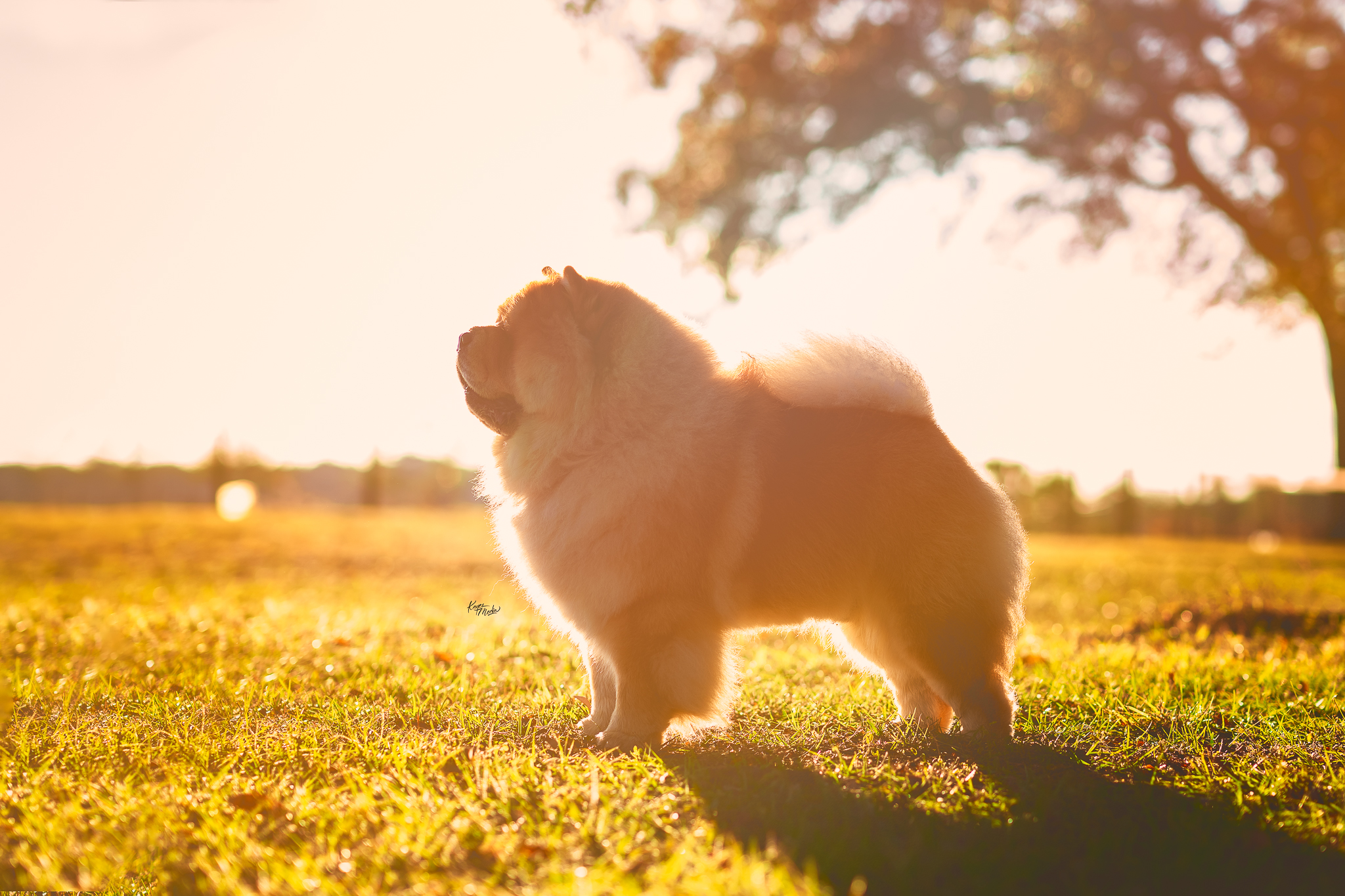 475885168_1139542174630967_5690541036575159264_n